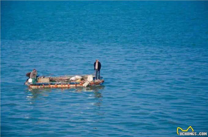 宠物到底用不用喂盐?为什么野生动物不用吃盐，而人却不吃不行?