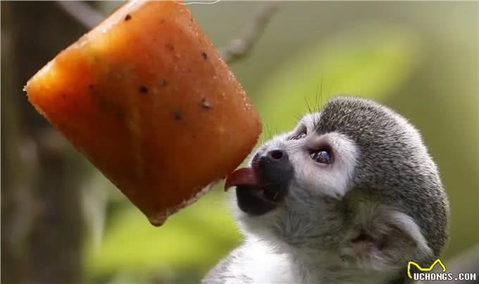 宠物到底用不用喂盐?为什么野生动物不用吃盐，而人却不吃不行?