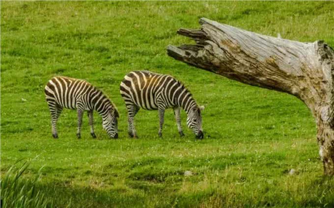 宠物到底用不用喂盐?为什么野生动物不用吃盐，而人却不吃不行?