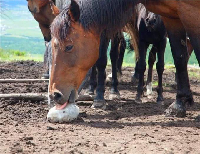 宠物到底用不用喂盐?为什么野生动物不用吃盐，而人却不吃不行?