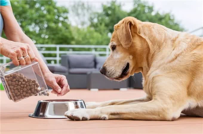 宠物到底用不用喂盐?为什么野生动物不用吃盐，而人却不吃不行?