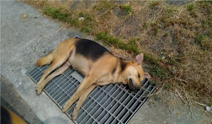 宠物到底用不用喂盐?为什么野生动物不用吃盐，而人却不吃不行?