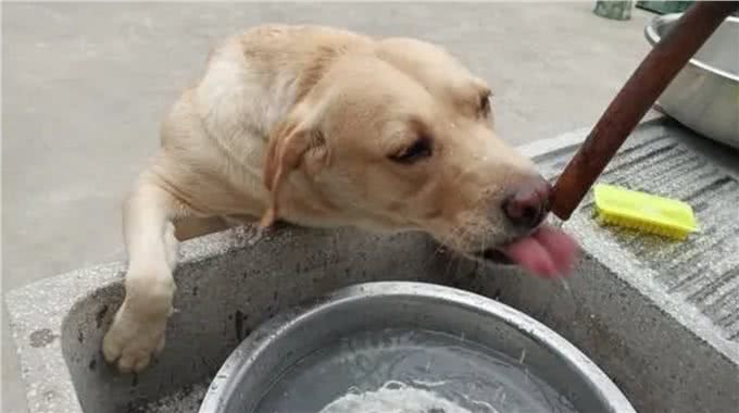 宠物到底用不用喂盐?为什么野生动物不用吃盐，而人却不吃不行?