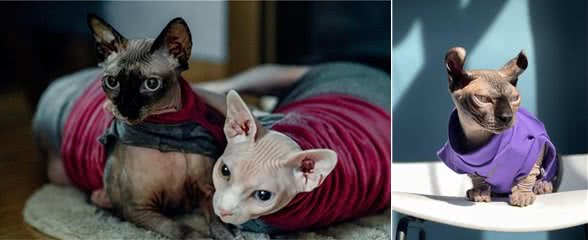 揭秘精灵猫的世界，无毛的魅力:吸引哪些特别的人?