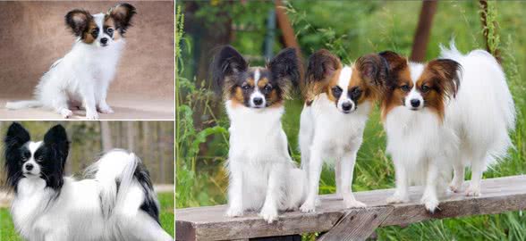 蝴蝶犬人工授精的成功率高吗?几回能成功?术后如何护理呢?