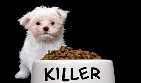 扫盲篇—犬粮的选择及正确喂养方式~