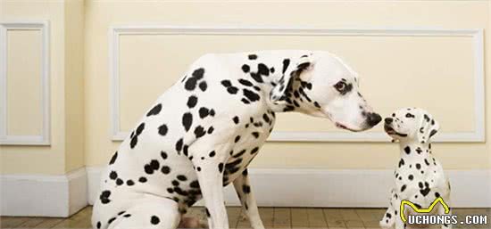 扫盲篇—犬粮的选择及正确喂养方式~