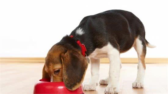 扫盲篇—犬粮的选择及正确喂养方式~