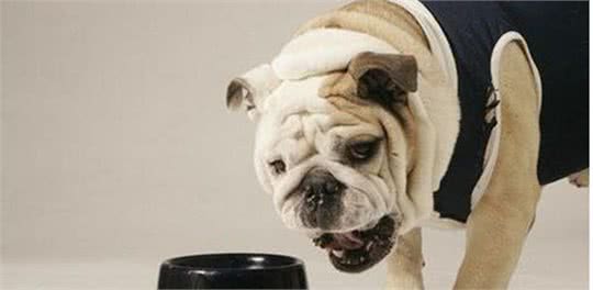 扫盲篇—犬粮的选择及正确喂养方式~