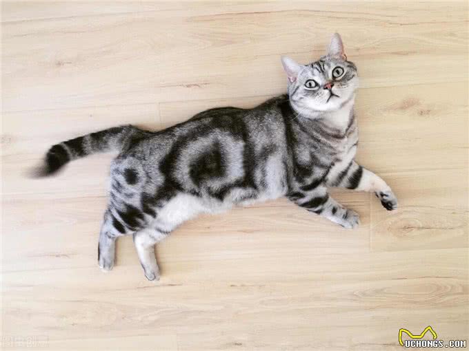 短毛猫有哪些，你都知道吗?最后一个千万不能养(进来吸猫呀)