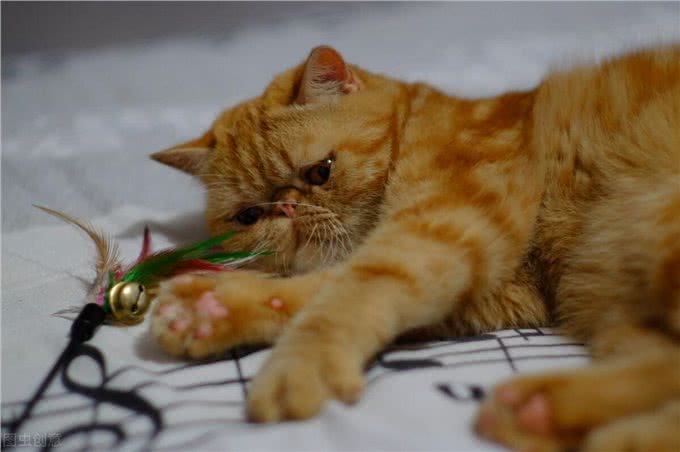 短毛猫有哪些，你都知道吗?最后一个千万不能养(进来吸猫呀)