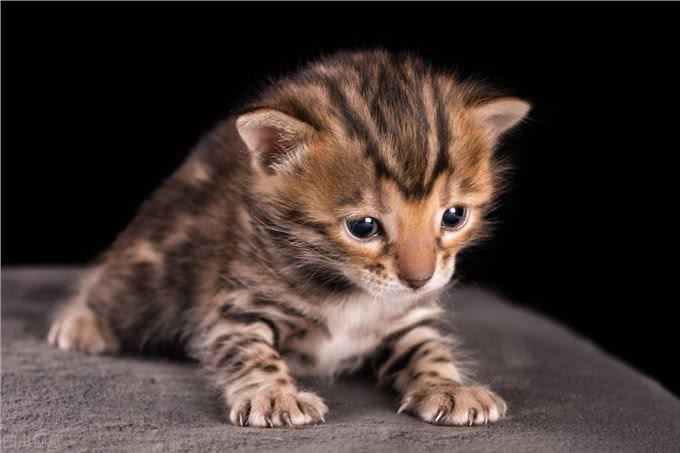 短毛猫有哪些，你都知道吗?最后一个千万不能养(进来吸猫呀)