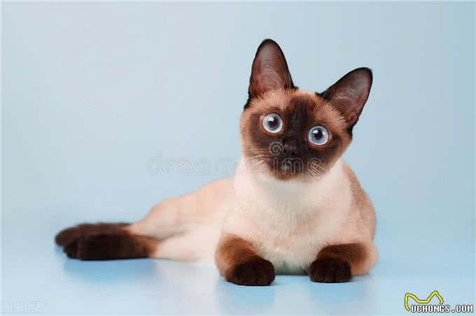 短毛猫有哪些，你都知道吗?最后一个千万不能养(进来吸猫呀)