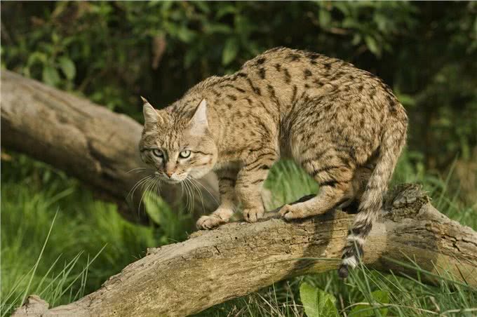 短毛猫有哪些，你都知道吗?最后一个千万不能养(进来吸猫呀)