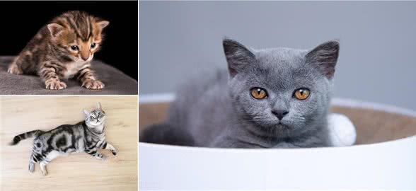 短毛猫有哪些，你都知道吗?最后一个千万不能养(进来吸猫呀)