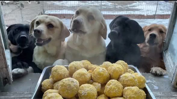 揭秘拉布拉多为何爱胖爱胖的原因