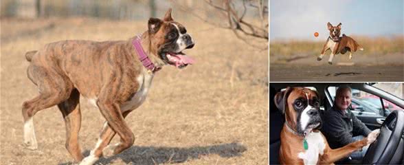 美国数量最多的家庭警卫犬:拳师犬，忠诚不二