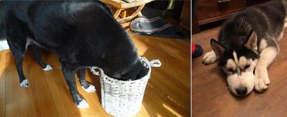 赶快把屋子收拾好，这7种东西狗狗最爱咬，不收拾就会被拆家