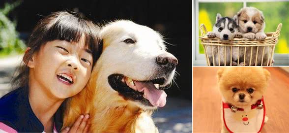 你的狗狗有这种不速之客吗?犬寄生虫病详解