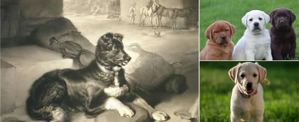 拉布拉多寻回犬，为啥这么受大家欢迎，它有什么历史起源