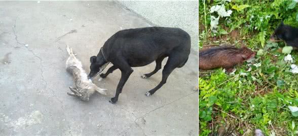 教大家关于训练猎犬的知识，多年养狗的经验总结