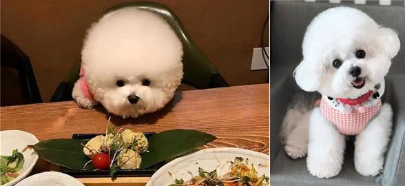 饲养比熊犬，做了这七件事，它会离不开你