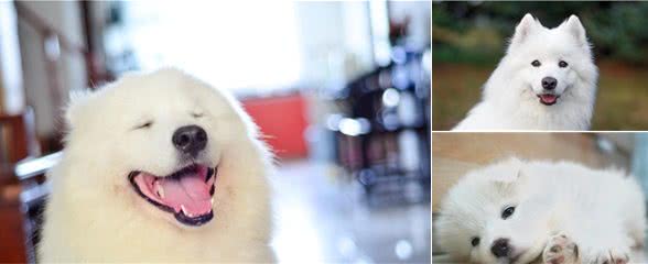 萨摩耶犬精致的五官和丰富的肢体语言充满了奇特的表现能力