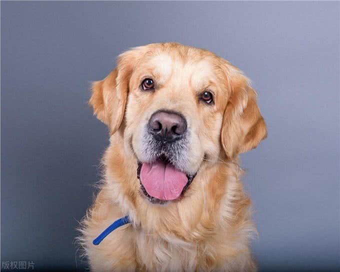 要我还是要狗,你自己选!我们单位同事偷偷买条狗回家,结果惨了