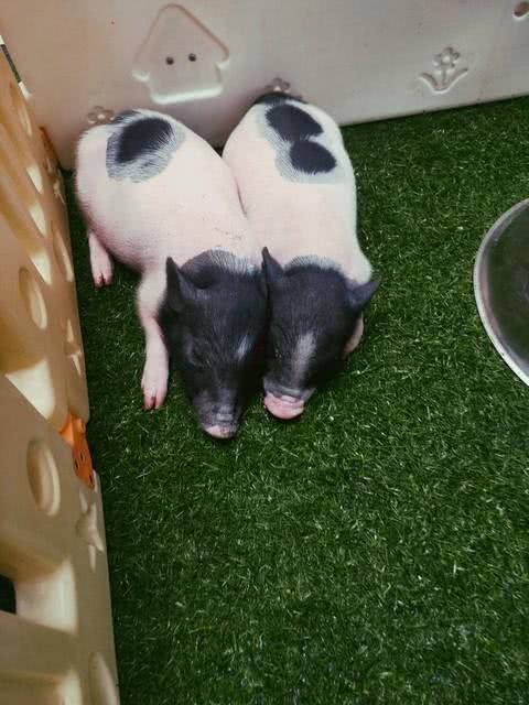 要我还是要狗,你自己选!我们单位同事偷偷买条狗回家,结果惨了