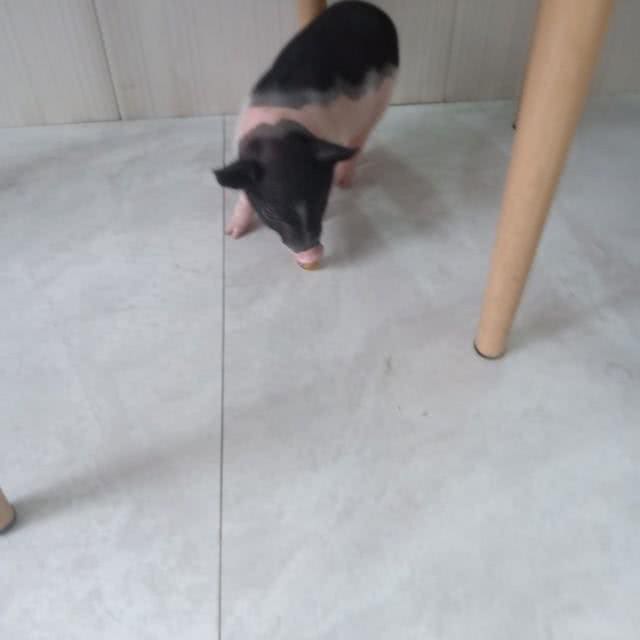 要我还是要狗，你自己选!我们单位同事偷偷买条狗回家，结果惨了