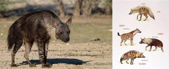 别再小瞧鬣狗了，它们对草原的贡献难以取代