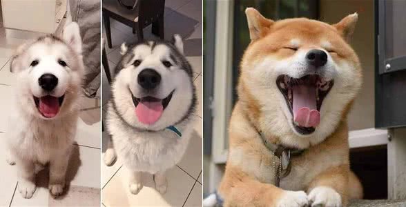 如何挑选一条温顺友善的狗狗?