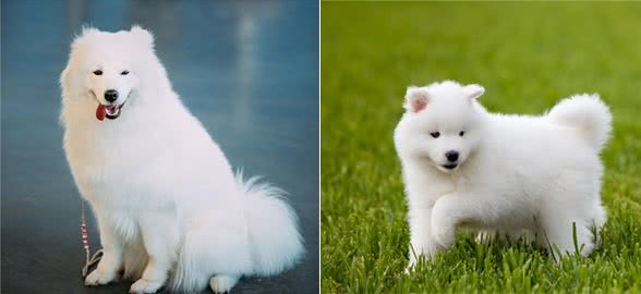 为什么老司机都不建议养萨摩耶?原因让人吃惊