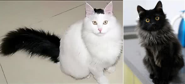 猫咪鉴赏（七）陪伴在我们身边的小精灵—中华田园猫临清狮子猫