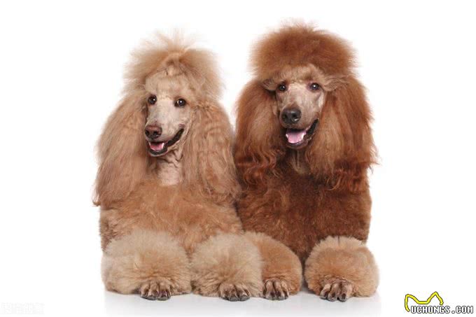 照顾贵宾犬的牙齿健康