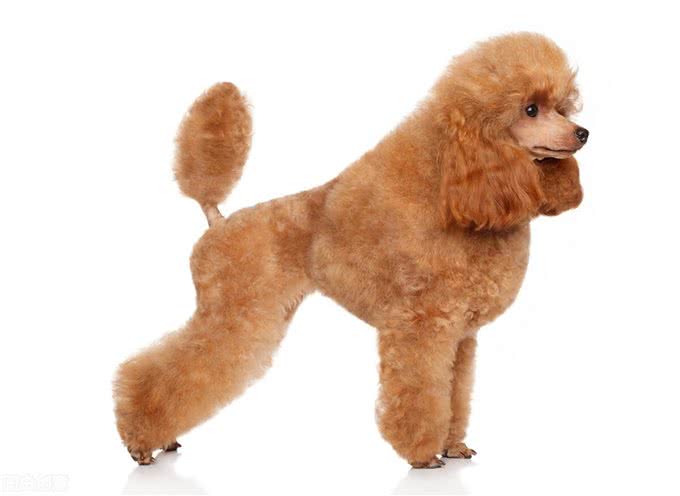 照顾贵宾犬的牙齿健康