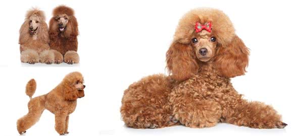 照顾贵宾犬的牙齿健康