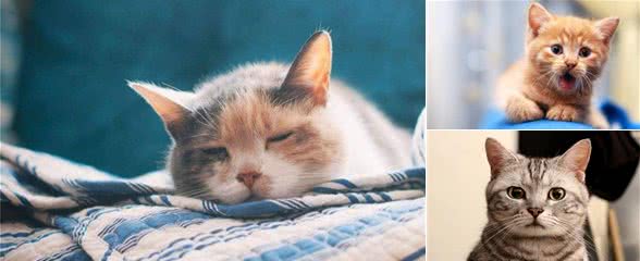 喵星人经常打喷嚏怎么办?这可不是小事，铲屎官们快警惕起来!