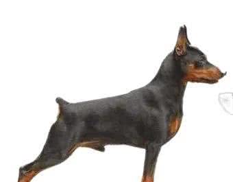 迷你宾沙犬的起源和发展