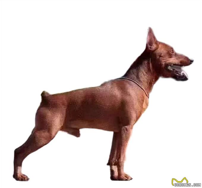 迷你宾沙犬的起源和发展