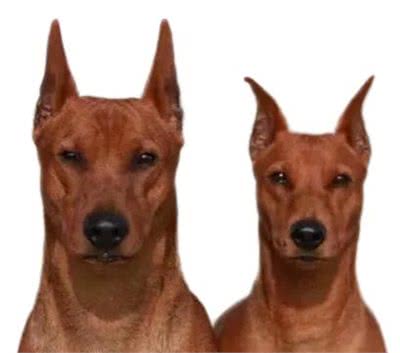 迷你宾沙犬的起源和发展