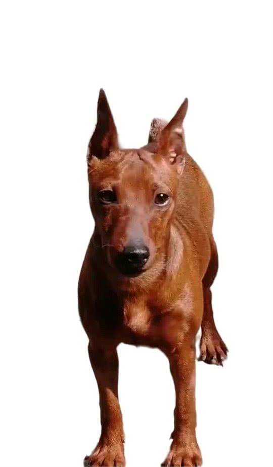 迷你宾沙犬的起源和发展