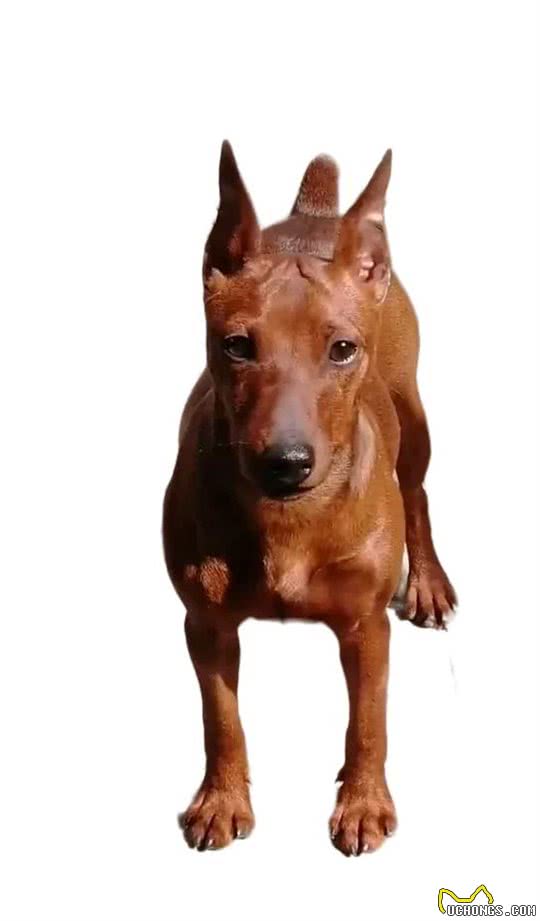 迷你宾沙犬的起源和发展