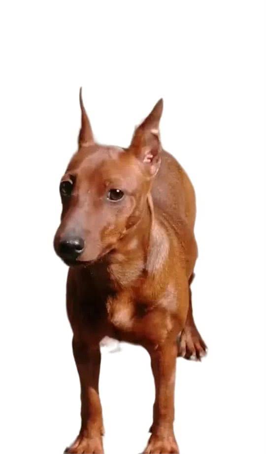 迷你宾沙犬的起源和发展