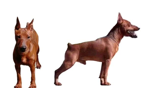 迷你宾沙犬的起源和发展