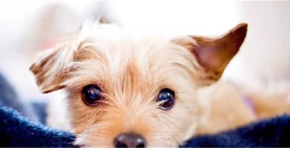 还在忍受狗狗随地大小便?为什么不看看这篇训练文