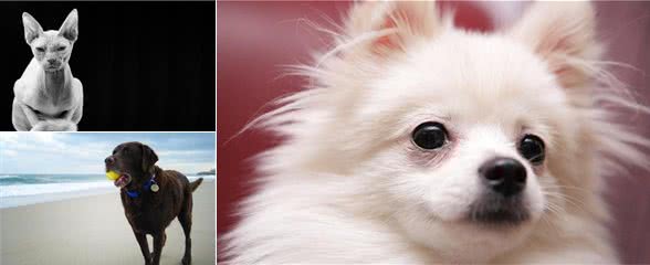 如何挑选贵宾犬?有什么技巧呢?