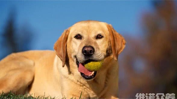 农村养狗用啥饲料，自制狗饲料配方