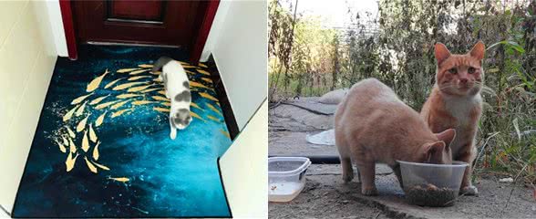 辟谣，猫咪吃鱼对身体好?主人应了解:投喂生鱼将导致爱猫患病