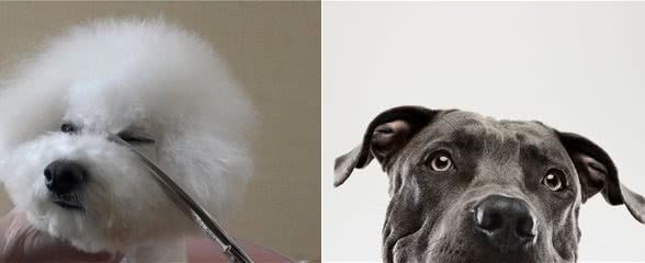 狗狗泪痕是克星?5个小方法,让狗狗和泪痕说拜拜